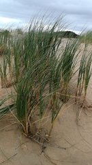Thinopyrum distichum
