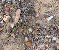 Muraltia dispersa