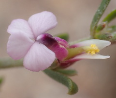 Muraltia dispersa