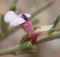 Muraltia dispersa