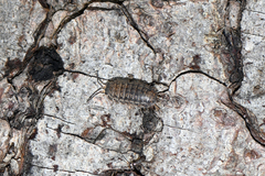 Isopoda