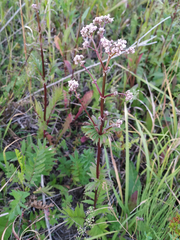 Valeriana officinalis