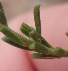 Muraltia dispersa
