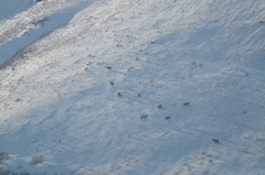 Cervus canadensis sibiricus