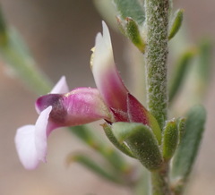 Muraltia dispersa