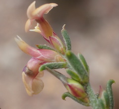 Muraltia dispersa