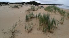 Thinopyrum distichum