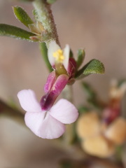 Muraltia dispersa