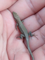 Phoenicolacerta laevis