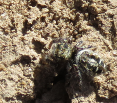 Phidippus comatus