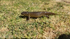 Ambystoma velasci
