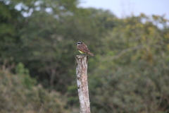 Pitangus sulphuratus