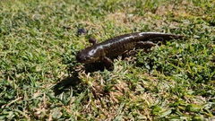 Ambystoma velasci