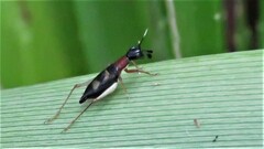 Cranistus colliurides