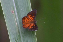 Parvospila lucianus