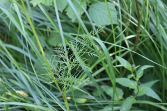 Chaerophyllum prescottii