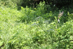 Chaerophyllum prescottii