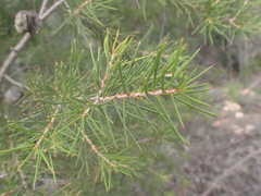 Hakea sericea
