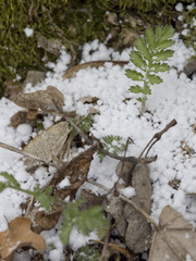 Tanacetum corymbosum