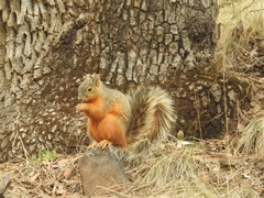 Sciurus nayaritensis