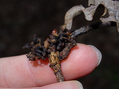 Andricus grossulariae