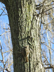 Certhia brachydactyla