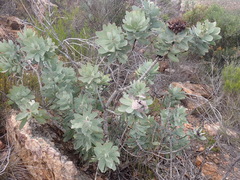 Protea nitida