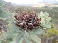 Protea nitida