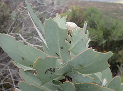 Protea nitida