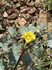 Physalis crassifolia