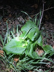 Arum maculatum
