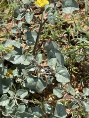 Physalis crassifolia