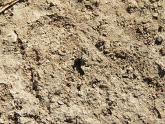 Phidippus comatus