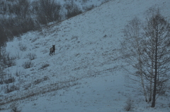 Cervus canadensis sibiricus