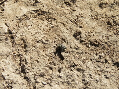 Phidippus comatus