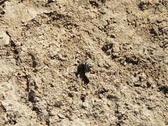 Phidippus comatus