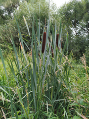 Typha latifolia