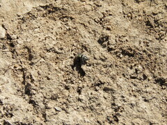 Phidippus comatus