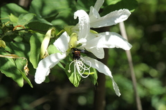 Xylocopa frontalis