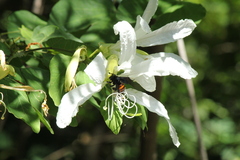 Xylocopa frontalis