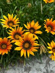 Gazania ciliaris