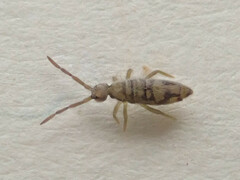 Entomobrya nivalis