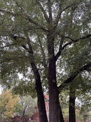 Quercus phellos