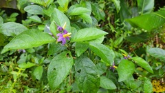 Solanum subinerme