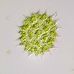 Pseudopediastrum boryanum