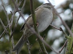 Zonotrichia atricapilla