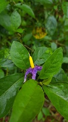 Solanum subinerme