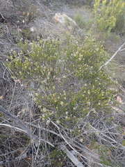 Phylica purpurea pearsonii