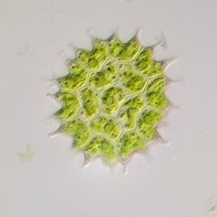 Pseudopediastrum boryanum
