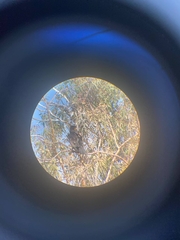 Phalacrocorax carbo sinensis